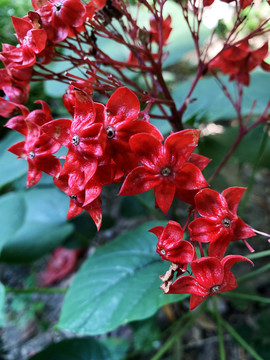 狀元紅網(wǎng)，揭秘4987精準(zhǔn)資料的秘密，狀元紅網(wǎng)揭秘，精準(zhǔn)資料4987背后的秘密