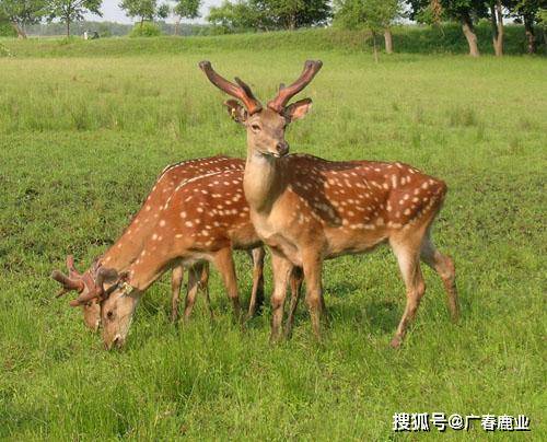 最新版本的6566cc澳彩資料大全介紹及特色功能解析，最新6566cc澳彩資料大全介紹與特色功能深度解析