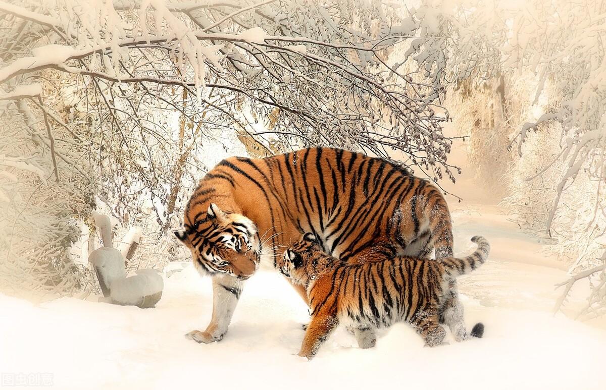 揭秘十二生肖之王，20一肖動物圖王中王，揭秘十二生肖之王，揭秘圖王中的動物之王