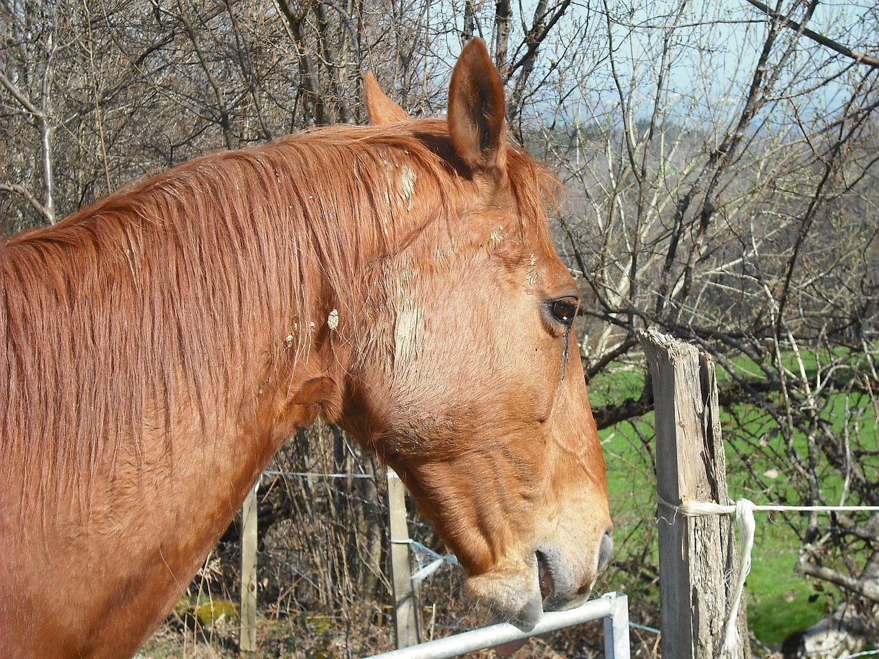 澳門四不像特馬，探索神秘現(xiàn)象背后的真相，澳門四不像特馬揭秘神秘現(xiàn)象背后的真相