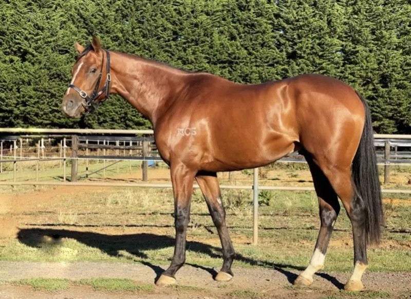 今晚澳門特馬開什么？今晚四不像的探討，今晚澳門特馬開彩結果及四不像探討