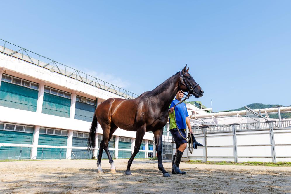 香港賽馬，77777與888888的傳奇故事，香港賽馬傳奇，77777與888888的賽場奇緣