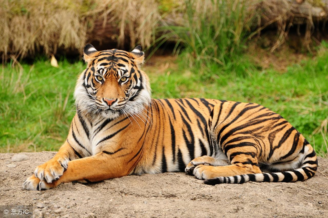 仍是王中王，揭秘生肖奧秘——探尋王中王打一肖背后的故事，揭秘生肖奧秘，探尋王中王背后的故事——生肖運(yùn)勢解析之王者歸來