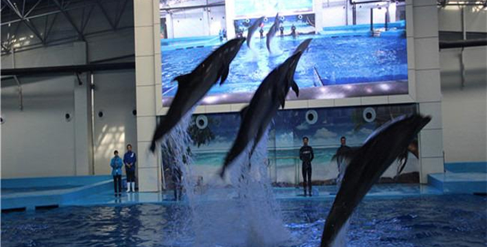 合肥海洋館門票價格詳解，合肥海洋館門票價格全面解析